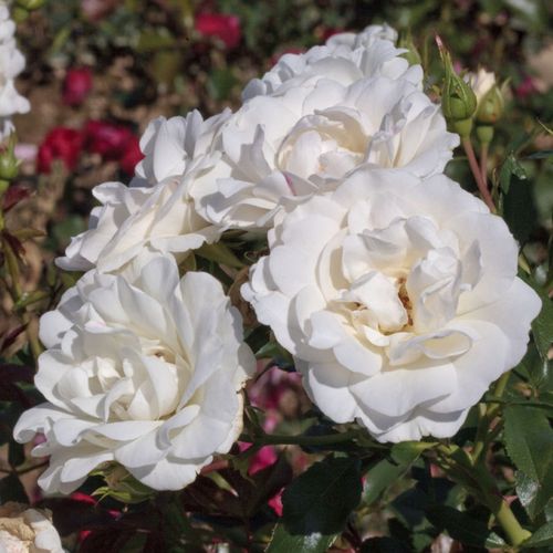 Shop, Rose Rosa Carte Blanche® - bianco - rose floribunde - rosa mediamente profumata - Alain Antoine Meilland - ,-